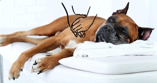 Massage canin lyon masseur chien rhone 69 1