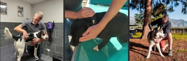 Canine massager, feline massager, equine massager