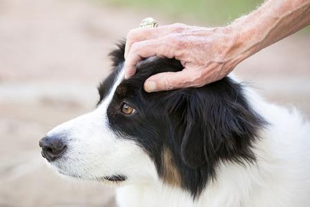 Massage canin massage pour chien france dom tom belgique 