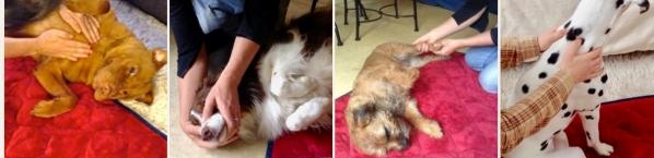 Massage canin paris massage fefin 75 masseur animalier chien chat ile de france