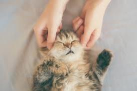 Massage canin paris massage fefin 75 masseur animaux chien chat ile de france