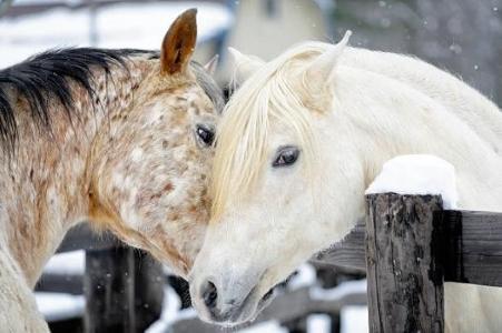 Massage equin masseur pour chevaux formation massage equin france dom tom belgique