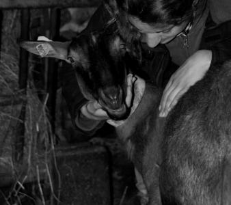Masseur canin felin equin bovin tarbes massage animalier lourdes hautes pyrenees 65 2
