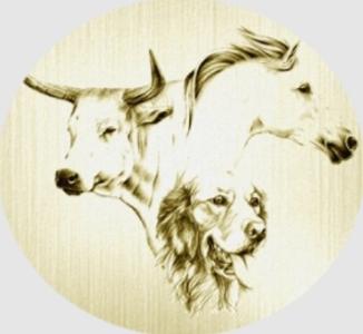 65 Canine feline equine bovine massage - Tarbes Lourdes