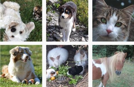 Mediation animale mediateur animaux chambery aix les bains savoie 73