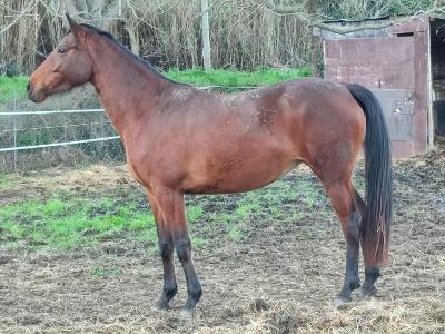 Meditation equine mediation equine ferme pedagogique centre equestre