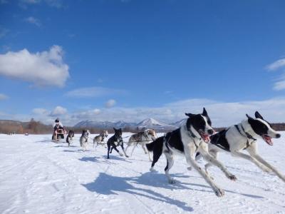 Musher mushing conducteur traineau chiens d attelage france