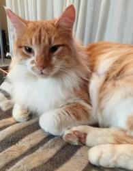 Naturopathe animalier argenteuil naturopathie animale taverny bien etre canin felin equin val d oise 95 1