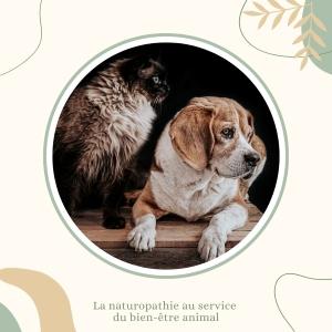 Naturopathe animalier bayonne naturopathie animale biarritz massage canin felin pau 64 pyrenees atlantiques