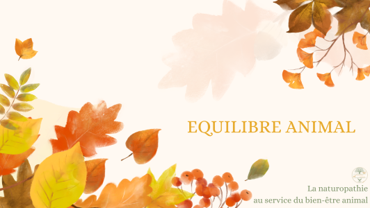 Naturopathe animalier bayonne naturopathie animale biarritz massage canin felin pau pyrenees atlantiques