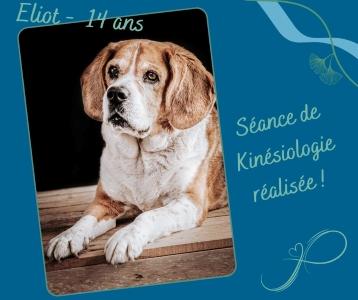 Naturopathe animalier bordeaux kinesiologie animale gironde 33 1