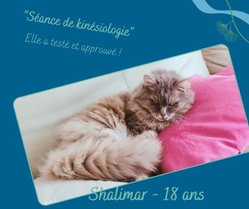 Naturopathe animalier bordeaux kinesiologie animale gironde 34