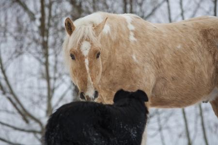 Naturopathe animalier chartres naturopathie animale dreux naturopathe canin felin equin eure et loir