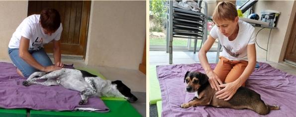 Naturopathe animalier massage canin kinesiologie animaliere reiki animalier angers maine et loire 49