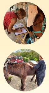 Naturopathe animalier massage canin kinesiologie animaliere reiki animalier tours indre et loire 37 1