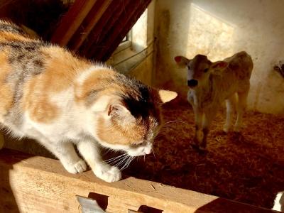 Naturopathe animalier melun naturopathie animale fontainebleau naturopathe canin felin equin seine et marne 78