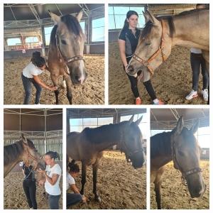 Naturopathe animalier melun naturopathie equine canine feline fontainebleau seine et marne