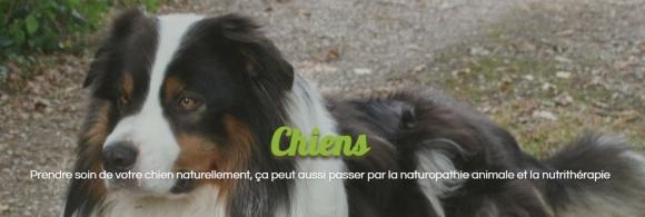 Naturopathe animalier naturopathie animale canin equin versailles yvelines 78