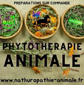 Naturopathe animalier naturopathie animale montpellier herault 34 1