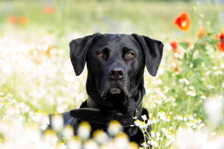 Naturopathe animalier naturopathie animale naturopathe canin felin equin toulon var 83 1