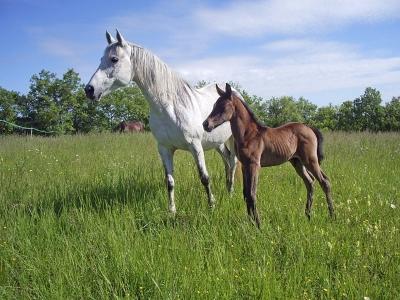 Naturopathe animalier naturopathie animale naturopathe canin felin equin toulon var 85