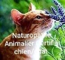Naturopathe animalier naturopathie animale naturopathe canin felin toulouse haute garonne 1