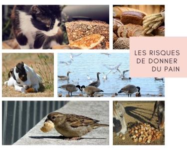 Naturopathe animalier naturopathie animale naturopathe equin canin felin besancon montbeliard 25 doubs 1