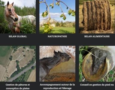 Naturopathe animalier naturopathie animale naturopathe equin canin felin valence montelimar 26 drome