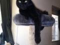 Naturopathe animalier paris naturopathie animale equin canin felin