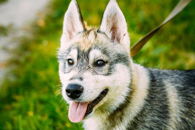 Offres d'emploi garde d'animaux, pet sitter, dog sitter