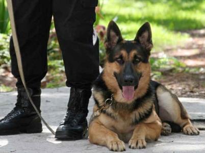 Dog handler job offer, dog training