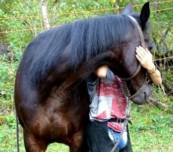 Animal osteopath, Canine feline equine osteopath directory