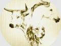 Osteopathe animalier tarbes etiopathe canin felin equin bovin hautes pyrenees 65