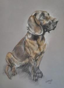 Animal portraitists directory, animal portrait