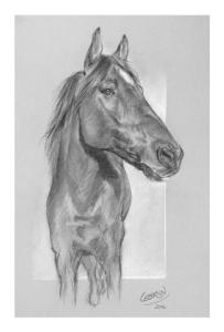 Peintre animalier nice vente peinture animaliere grasse achat aquarelle animaliere cannes portraitiste animalier alpes maritimes 06