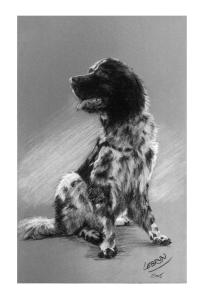 Peintre animalier nice vente peinture animaliere grasse achat aquarelle animaliere cannes portraitiste animalier alpes maritimes 7