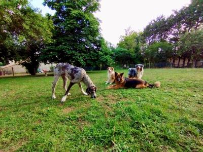 Pension canine bar le duc garde d animaux chien chat nac verdun promeneur de chien meuse