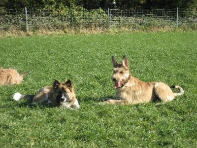 Pension canine familiale garderie pour chien france dom tom belgique