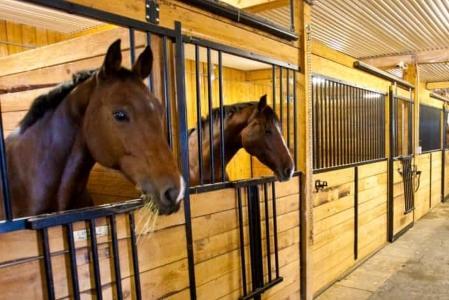 Pension pour chevaux retraités, Centre équestre sénior