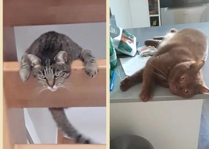 21 Garde d'animaux & Pet Sitter - Dijon & Alentours