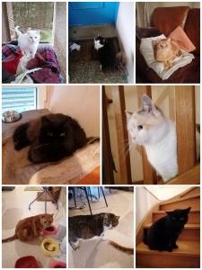 Pension pour chats hotel felin garde de chat cat sitter limoges haute vienne 87