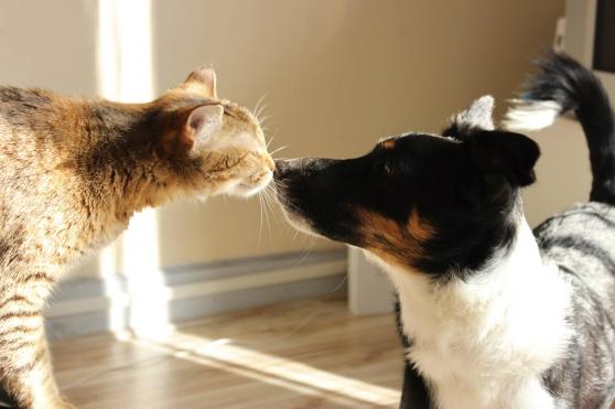 Personnel de maison garde d animaux