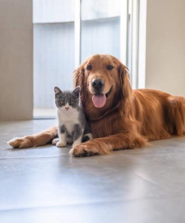 Pet Alert France Dom Tom Chien Perdu Chat Perdu