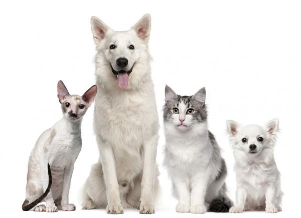 94 Garde d'animaux & Pet Sitter - Alfortville