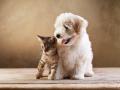 Pet sitter arcueil 94 philippe