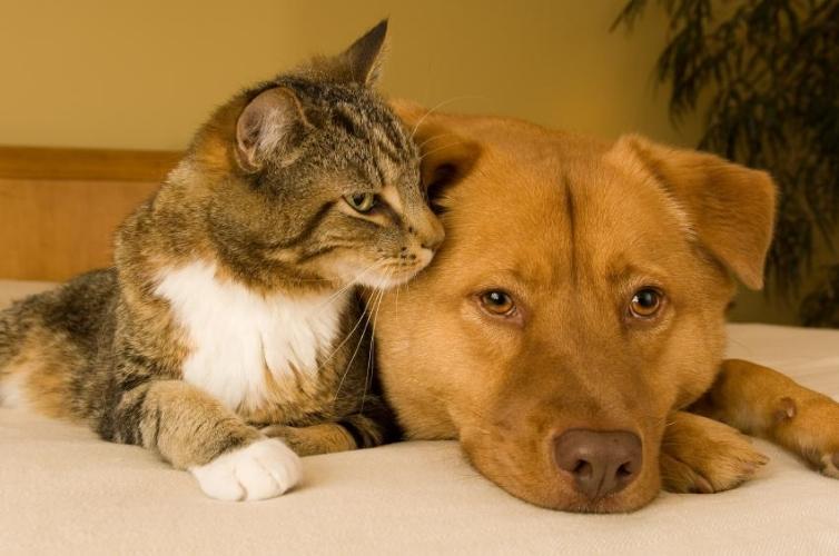Pet sitter & garde d'animaux BourgenBresse Ain 01