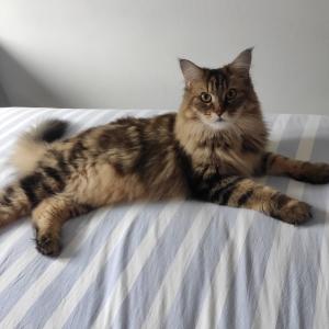 Pet sitter cat sitter garde de chat clermont ferrand 63
