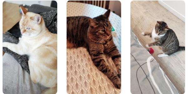 Pet sitter cat sitter pet sitting garde de chat saint germain en laye yvelines 78