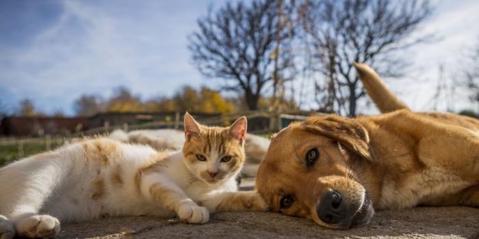 Petsitter & garde d'animaux Courbevoie HautsdeSeine 92