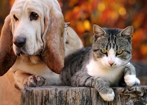 971 Garde d'animaux & Pet Sitter - Deshaies